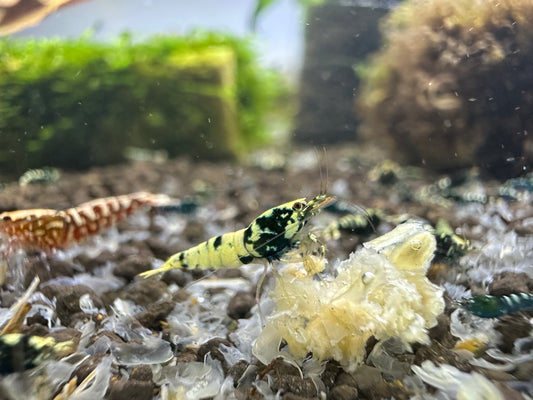 Mixed Galaxy Juveniles (Low Grade – 10 Pack)