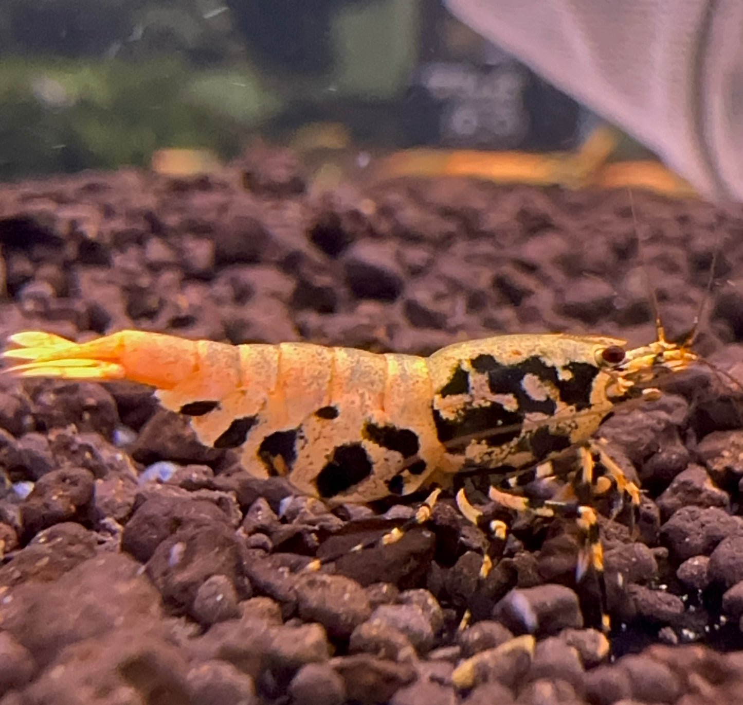 Orange BOA (Grade 1)