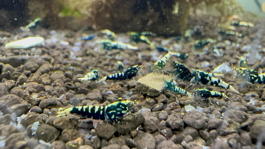 Black Galaxy Snowflake (Low Grade 3)