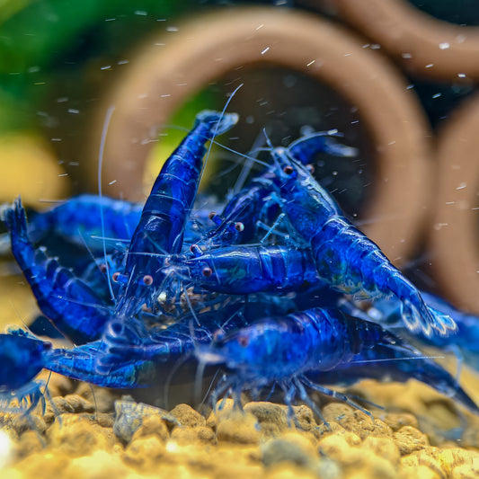Blue Dream Neocaridina