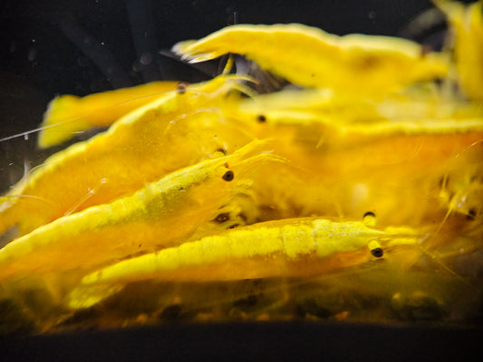 Ultra Gold Neocaridina (Golden Backline)