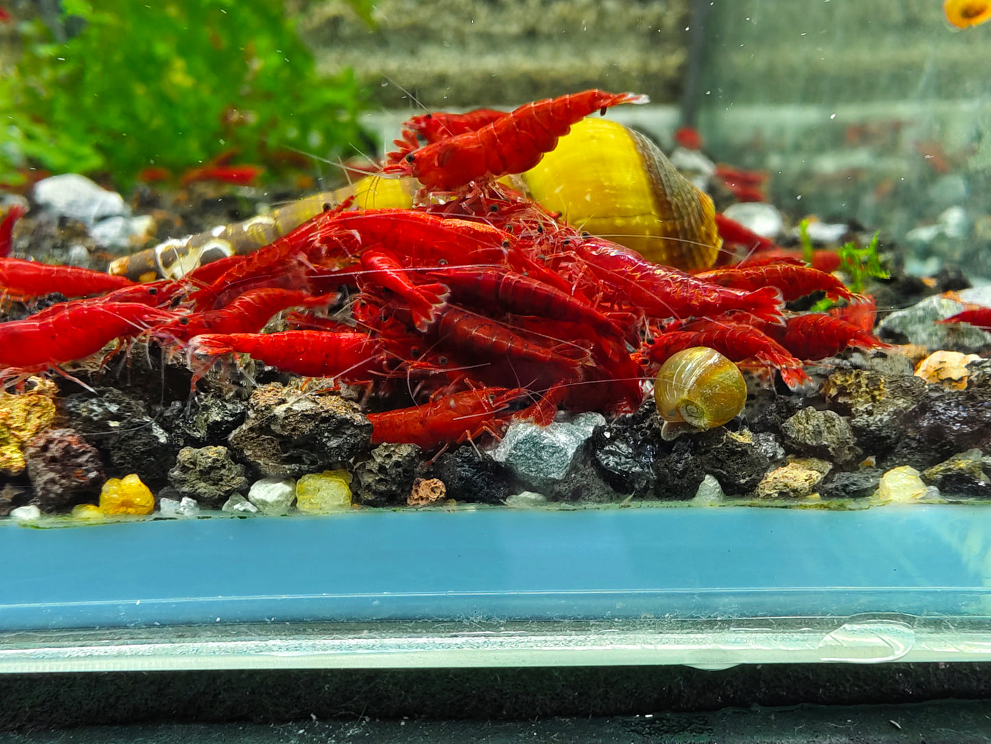 Bloody Mary Neocaridina
