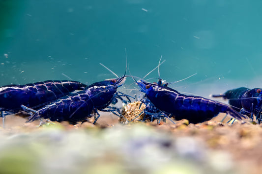 Blue Diamond Neocaridina