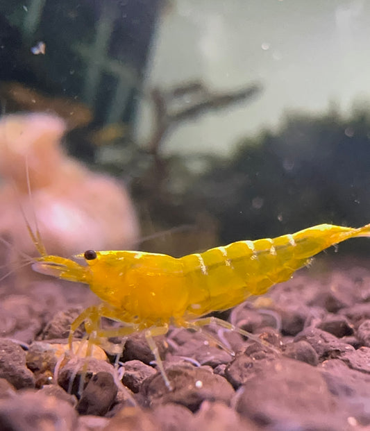 Golden Galaxy Fishbone Juvenile (Grade 2)