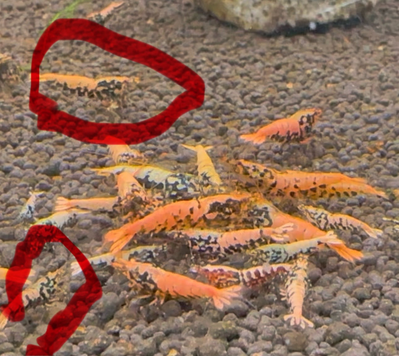 Orange BOA Juvenile (Low grade 3)