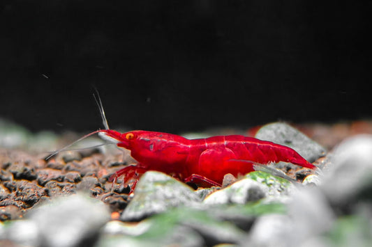 OE Bloody Mary Neocaridina (Red Demon)